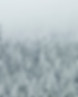Treetop Snow